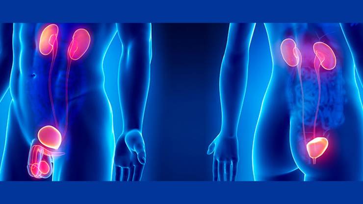 ¿Quién debe asistir a la consulta de Urología?